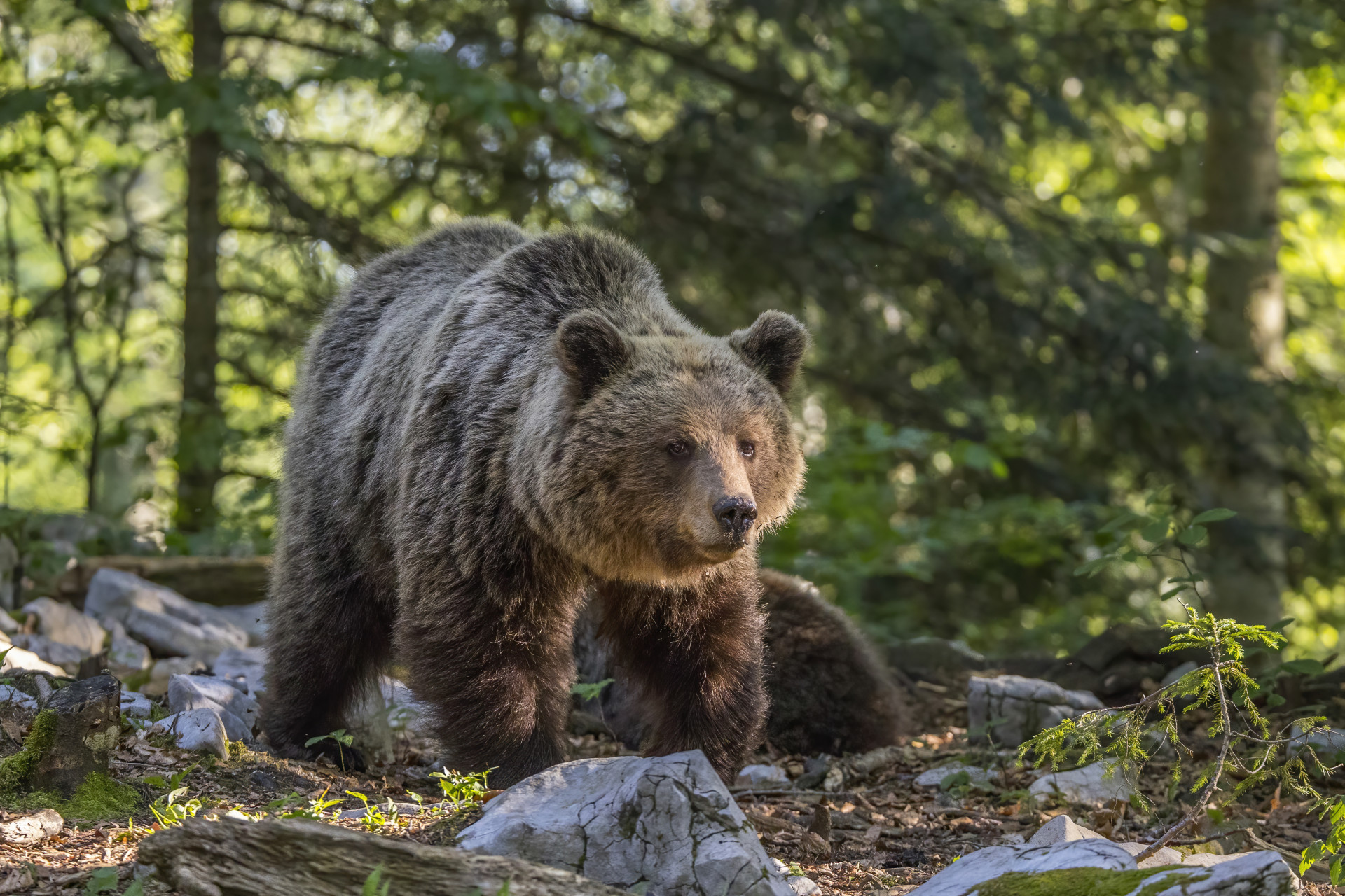 Wild Bear Sightings Surge in Mongolia