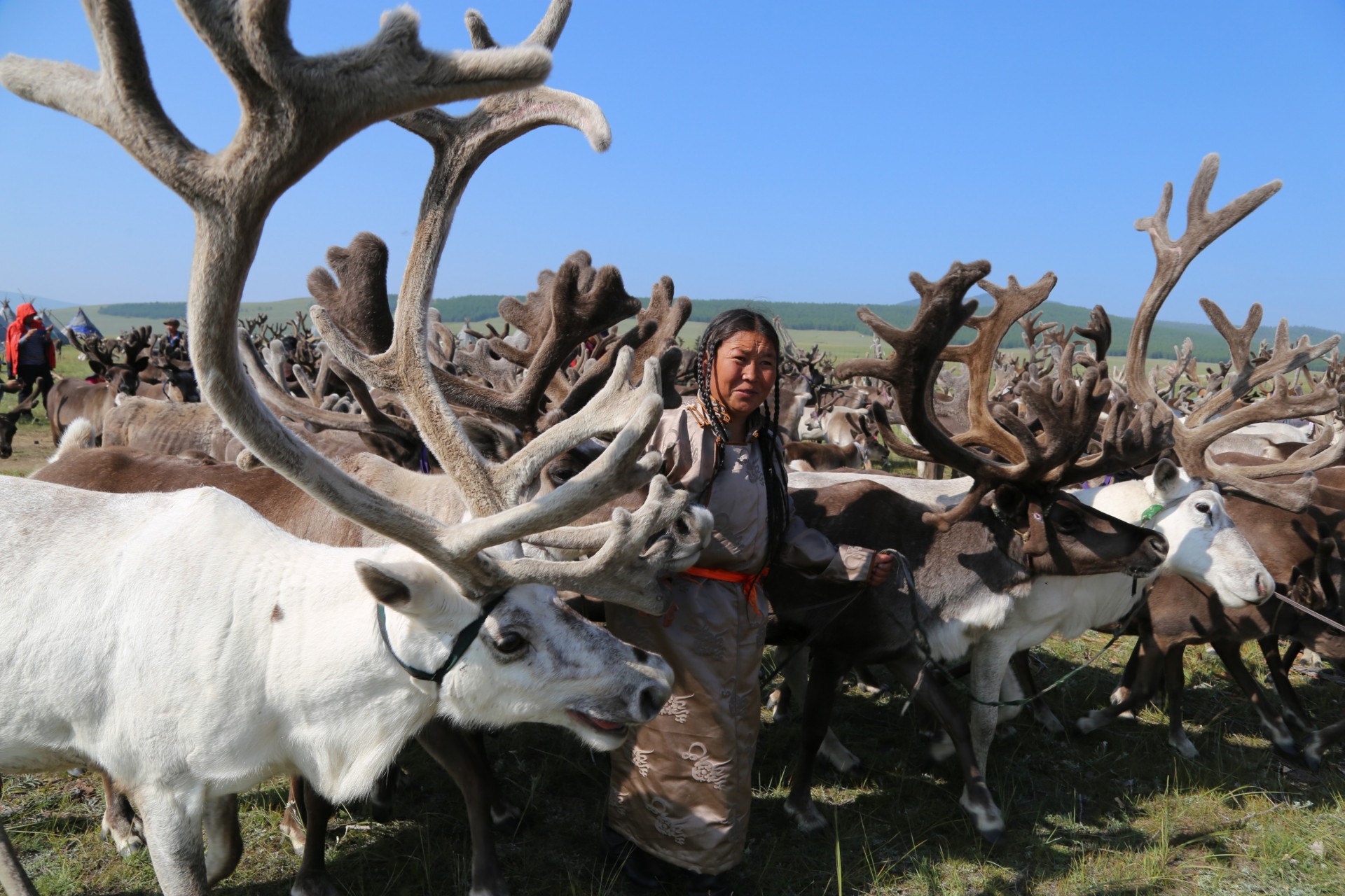 Mongolia now has 2,396 reindeer