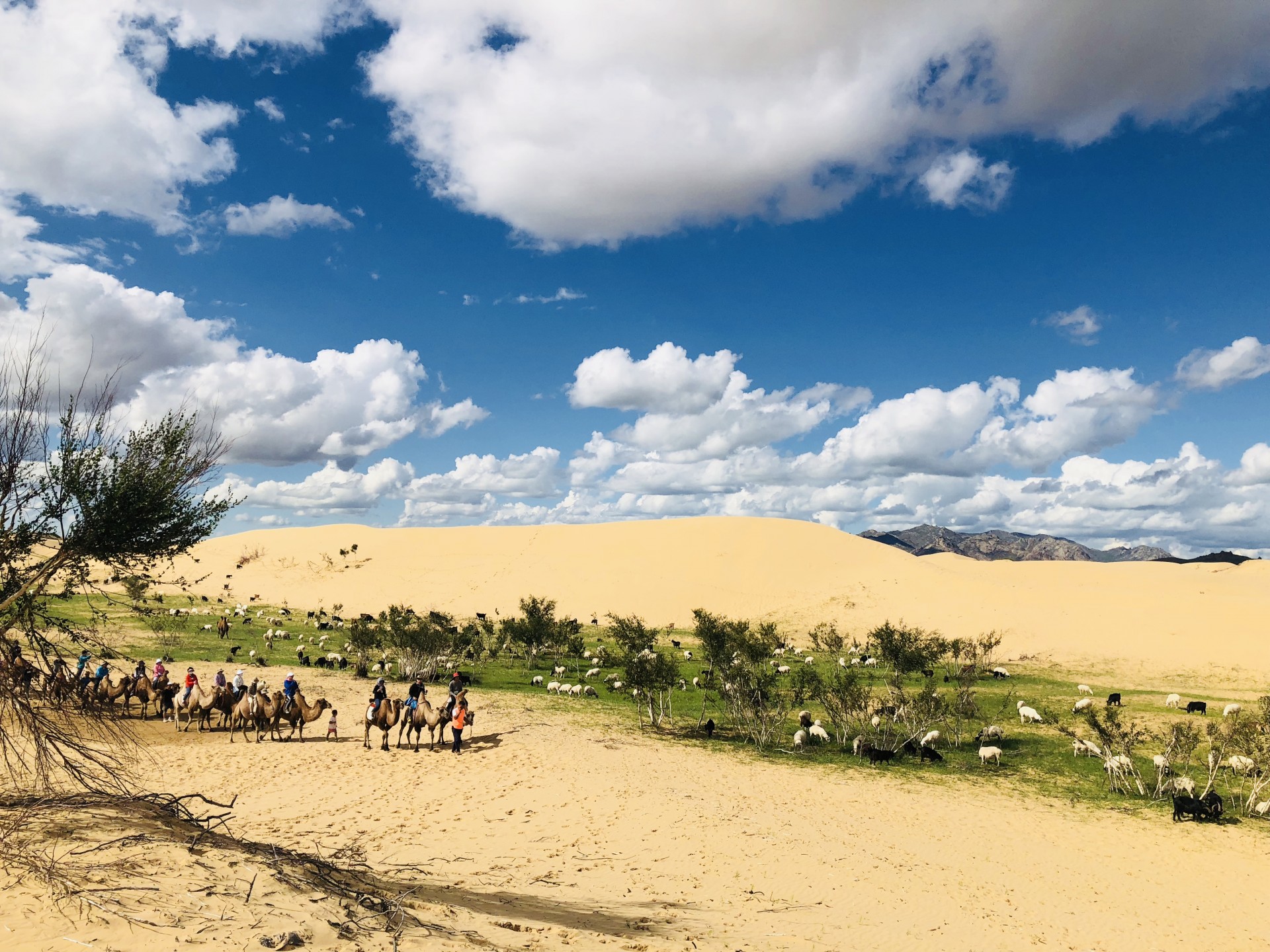 Short Break in Mongolia